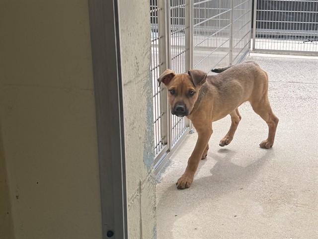 DAPHNE, Adoptable, Puppy Female Black Mouth Cur & Mixed Breed.