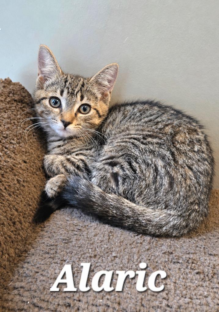 Alaric, Adoptable, Kitten Male Domestic Short Hair.