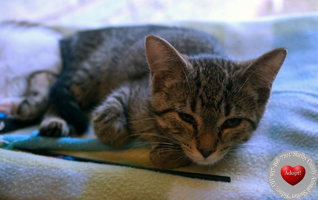 Alaric, a Adoptable mixed breed in Sidney, OH image 2/2