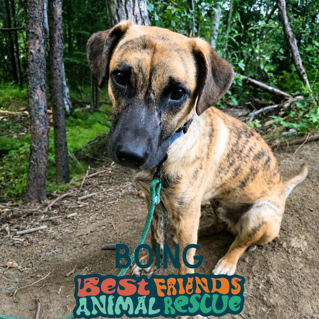 Boing, Adoptable, Puppy Male Shepherd & Pit Bull Terrier.