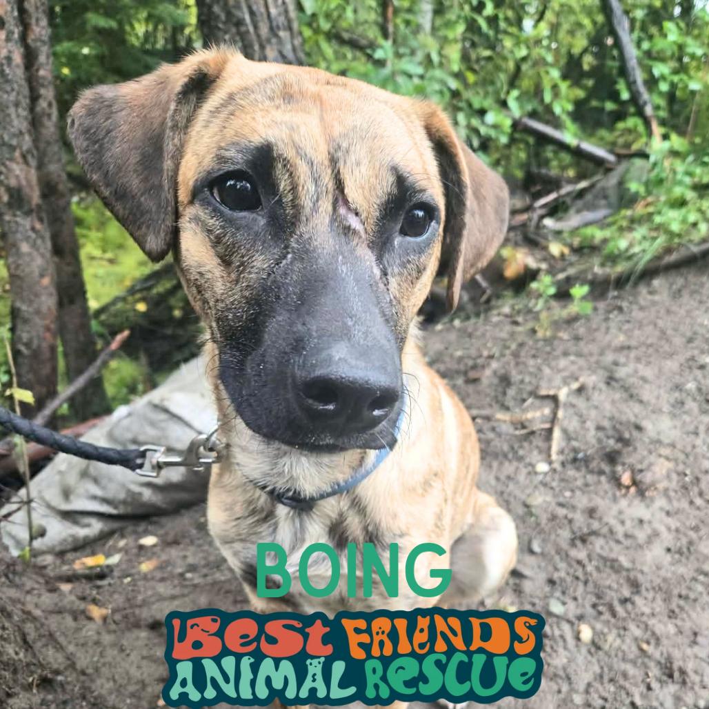 Enlarge Boing, a Adoptable mixed breed in Wasilla, AK image 2/2