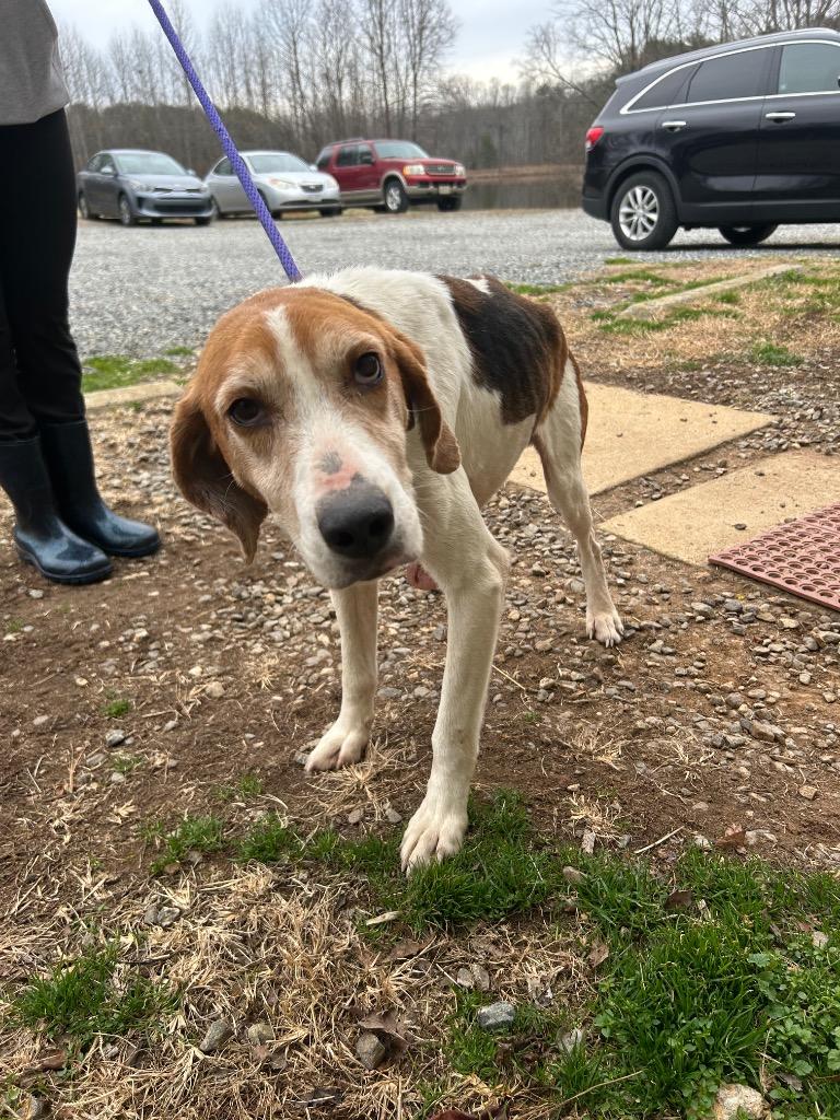 Wayne, Adoptable, Adult Male Hound.