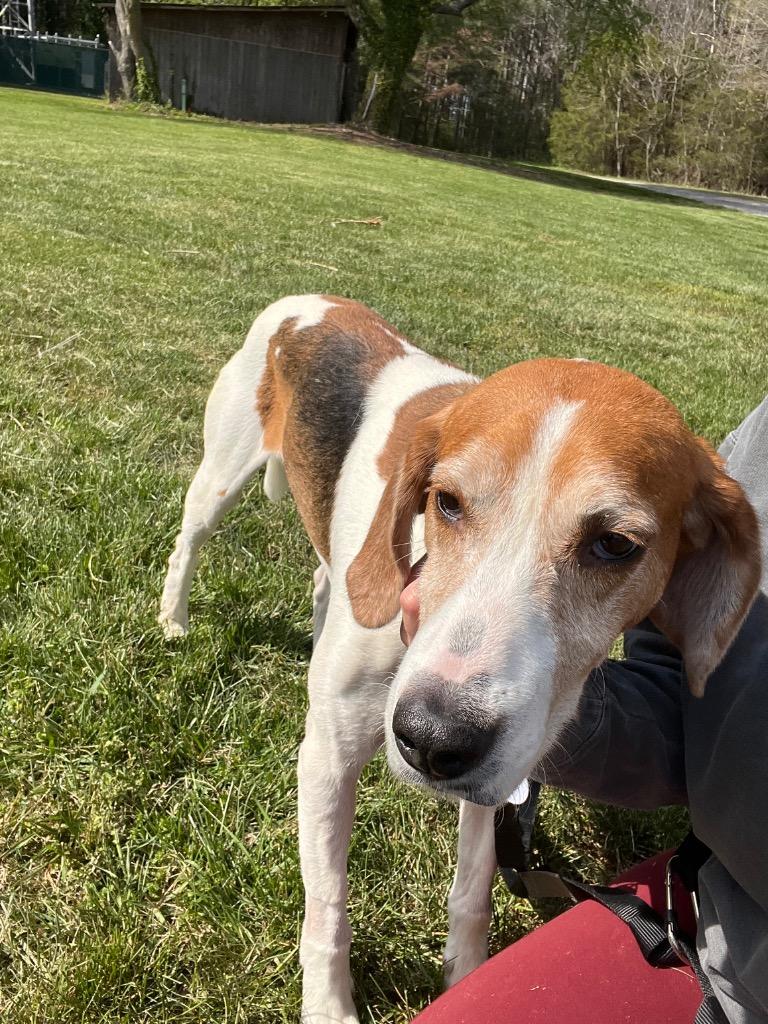 Enlarge Wayne, a Adoptable Hound in Mineral, VA image 2/6