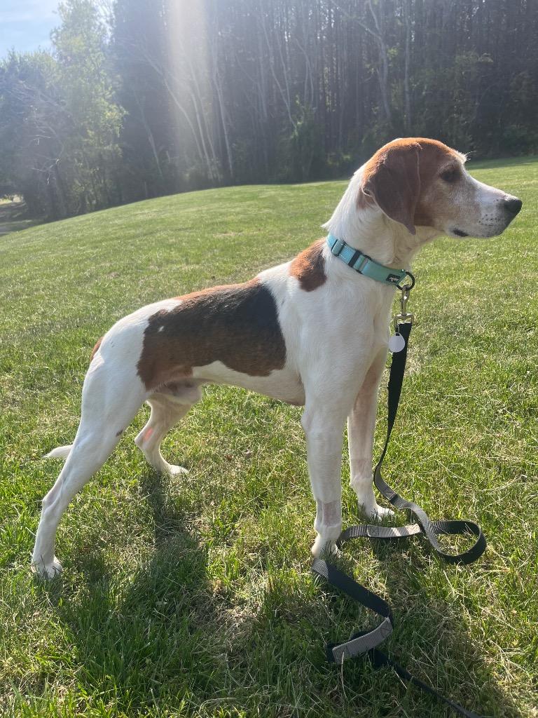 Enlarge Wayne, a Adoptable Hound in Mineral, VA image 3/6