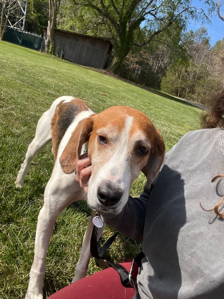 Enlarge Wayne, a Adoptable Hound in Mineral, VA image 4/6