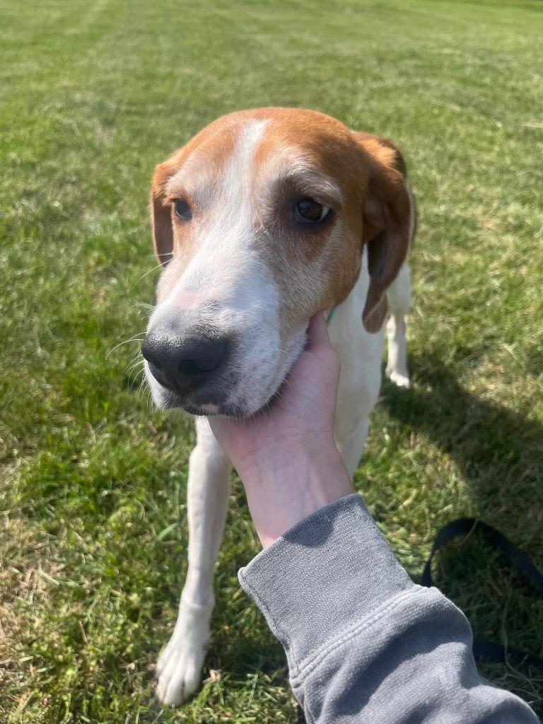 Enlarge Wayne, a Adoptable Hound in Mineral, VA image 5/6