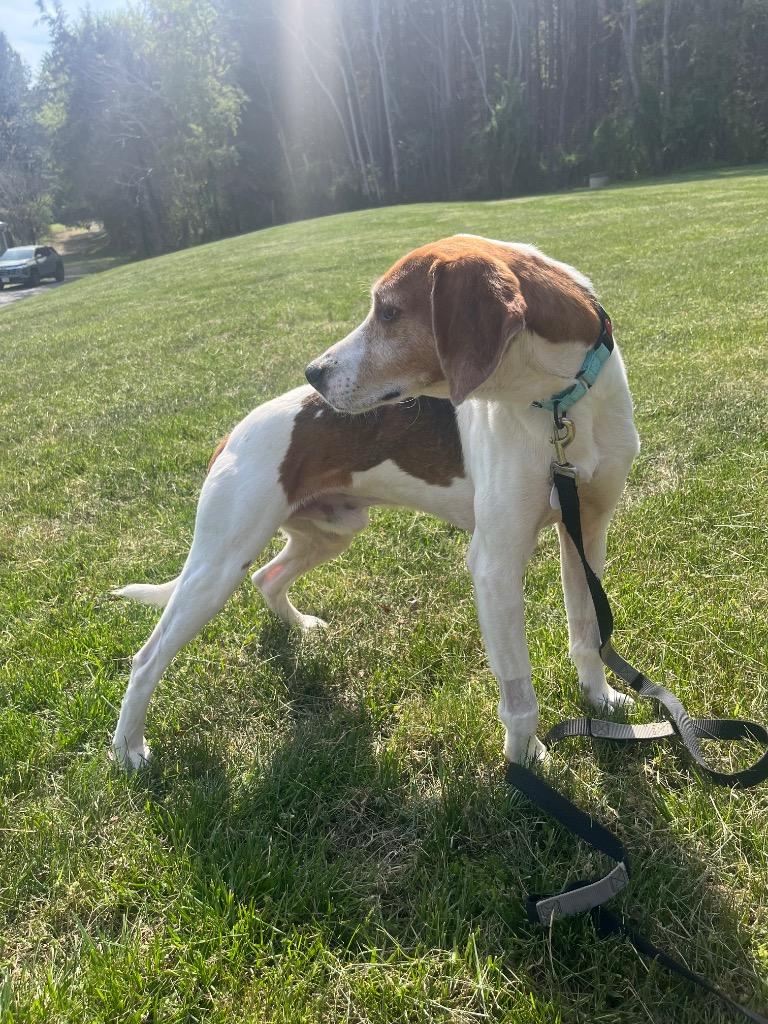 Enlarge Wayne, a Adoptable Hound in Mineral, VA image 6/6