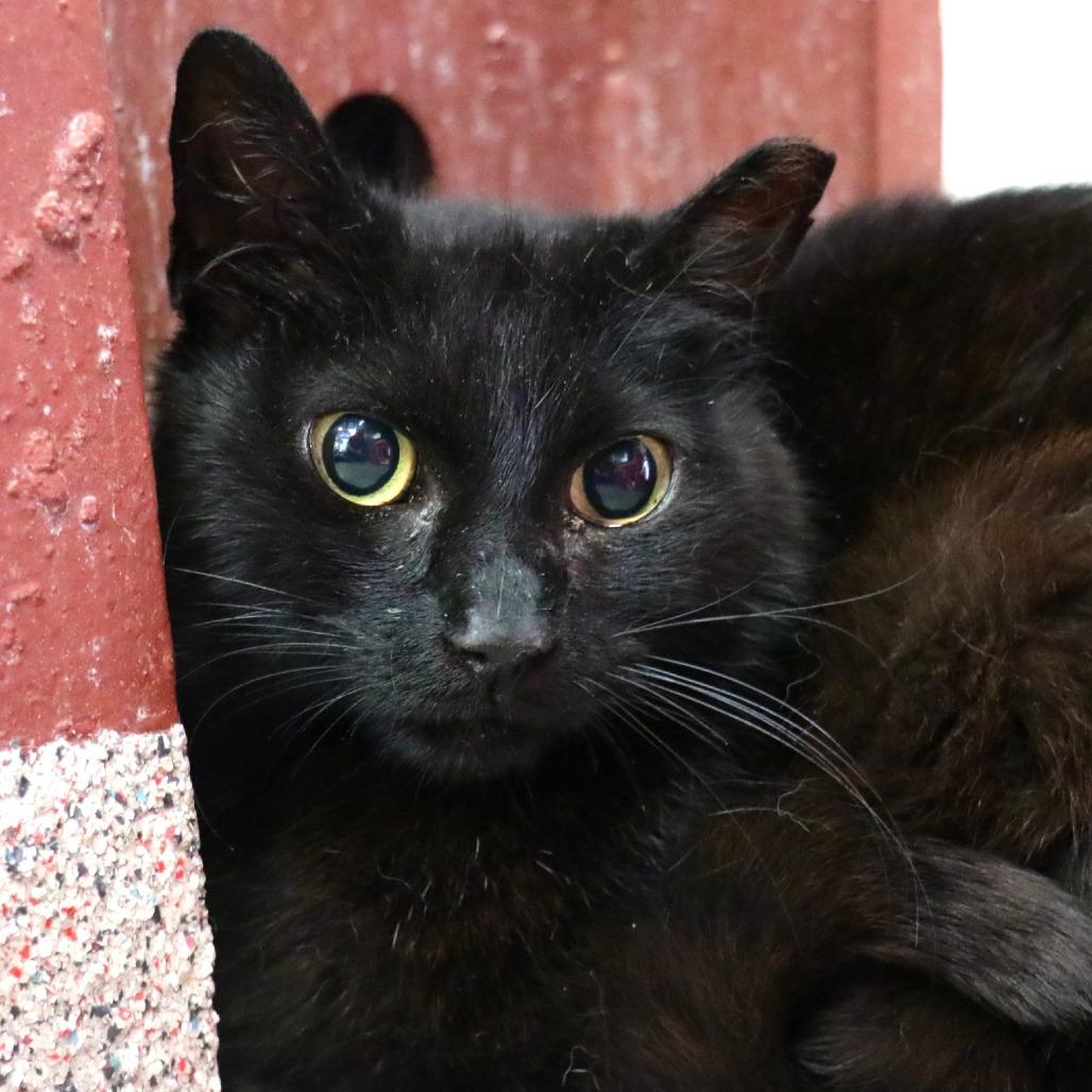 Bubbles, Adoptable, Adult Female Domestic Short Hair.