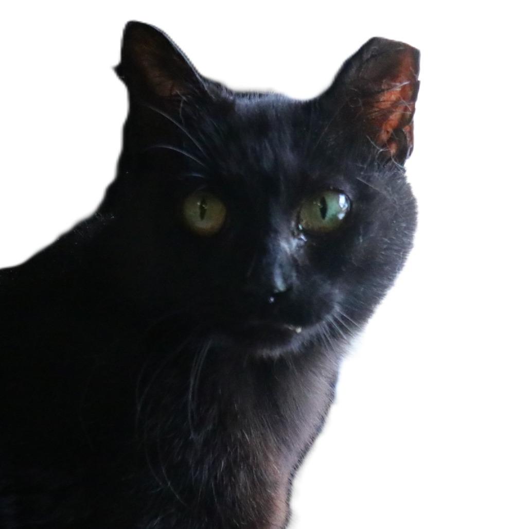 Enlarge Bubbles, a Adoptable Domestic Short Hair in Sarasota, FL image 2/2