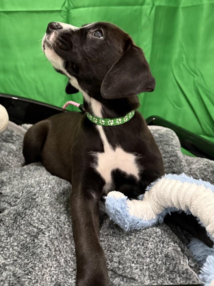 Enlarge Goldie, a Adoptable mixed breed in Hartwell, GA image 1/6