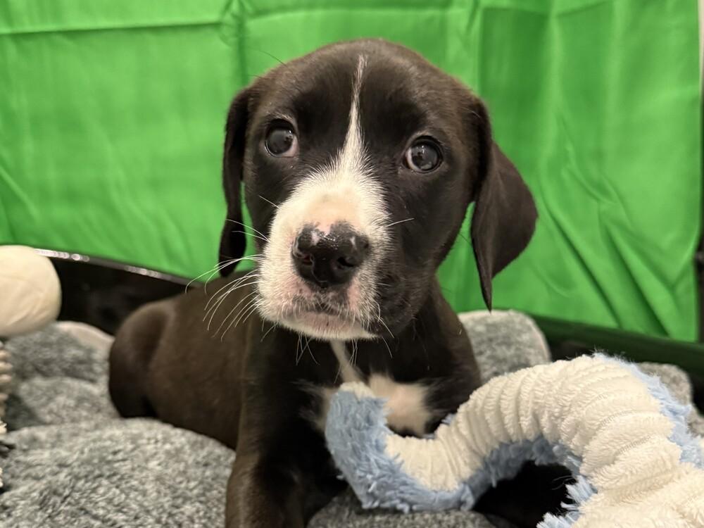 Enlarge Goldie, a Adoptable mixed breed in Hartwell, GA image 2/6