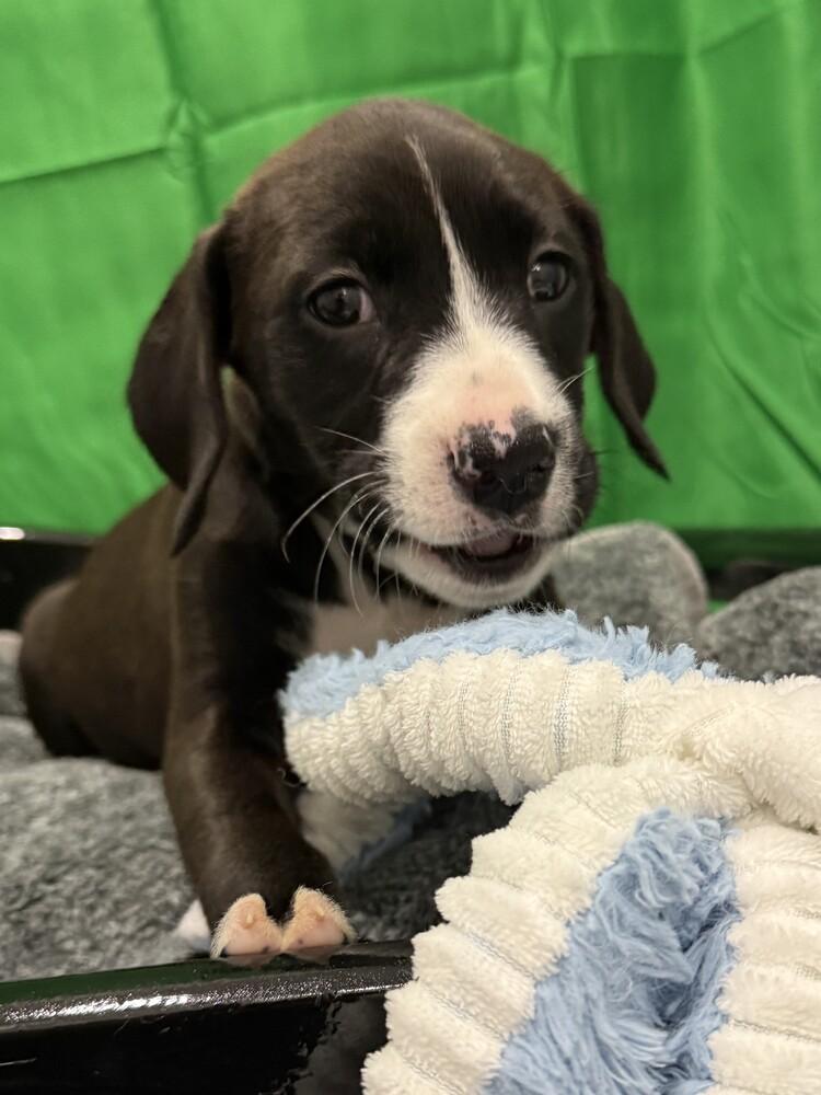 Enlarge Goldie, a Adoptable mixed breed in Hartwell, GA image 3/6