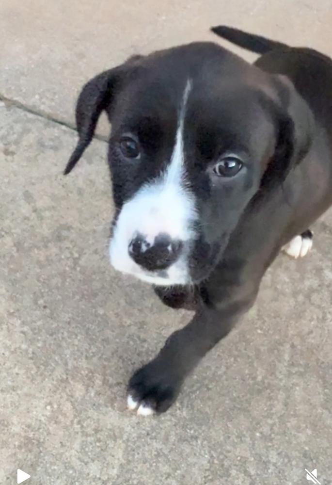 Enlarge Goldie, a Adoptable mixed breed in Hartwell, GA image 4/6