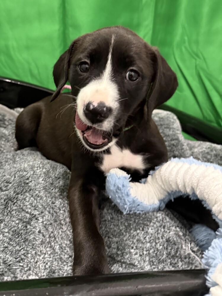 Enlarge Goldie, a Adoptable mixed breed in Hartwell, GA image 6/6