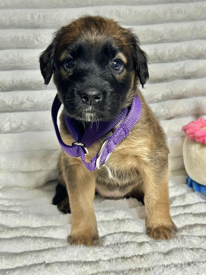 Enlarge Violet, an adopted mixed breed in Groton, CT image 1/1
