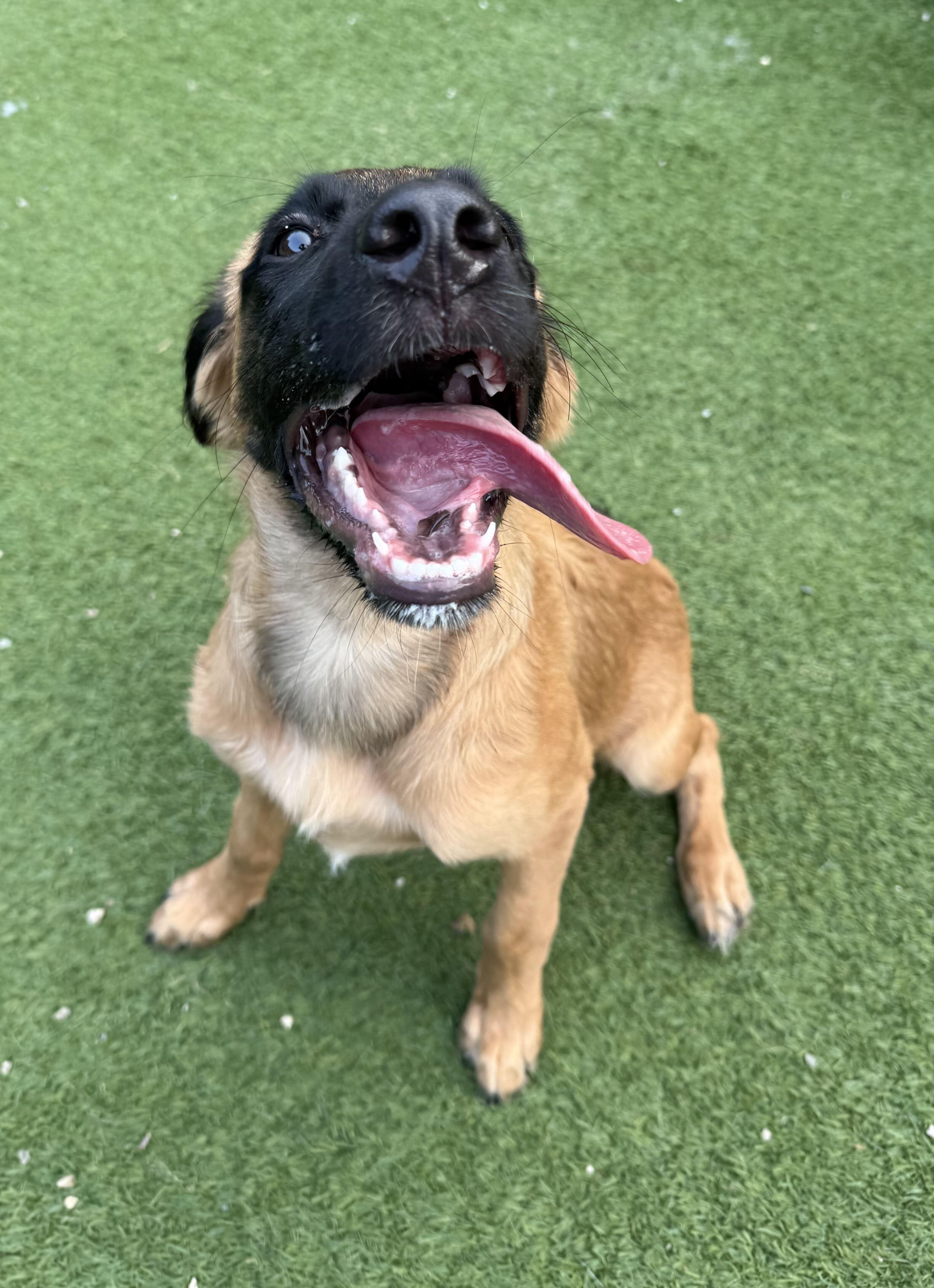 Violet, adoptable, Puppy Female Labrador Retriever & Golden Retriever.
