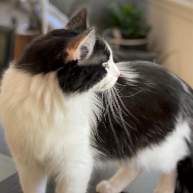 Prince, a Adoptable Domestic Long Hair in Park City, UT image 1/6