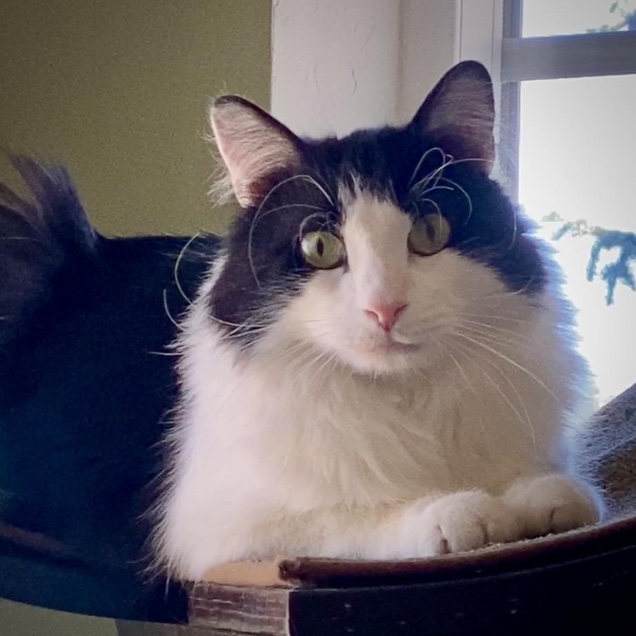 Prince, a Adoptable Domestic Long Hair in Park City, UT image 2/6
