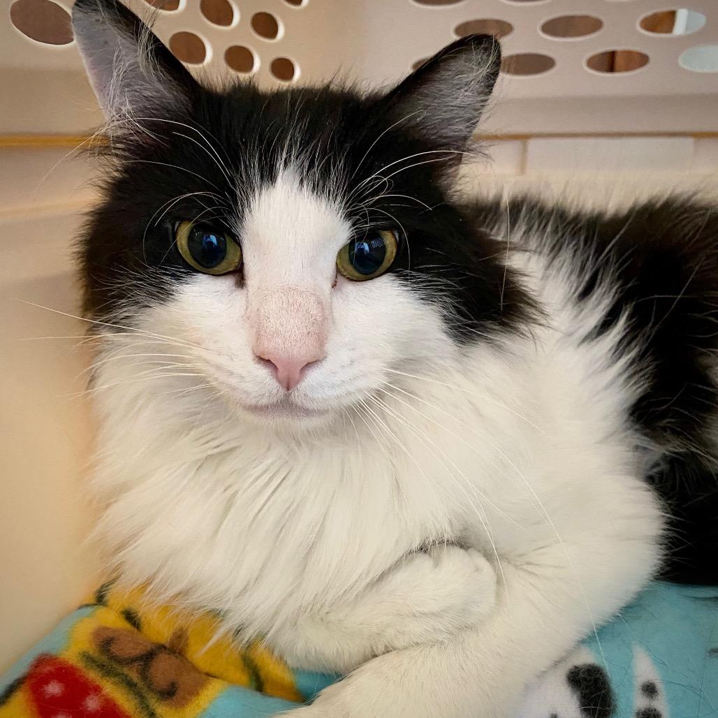 Prince, a Adoptable Domestic Long Hair in Park City, UT image 3/6
