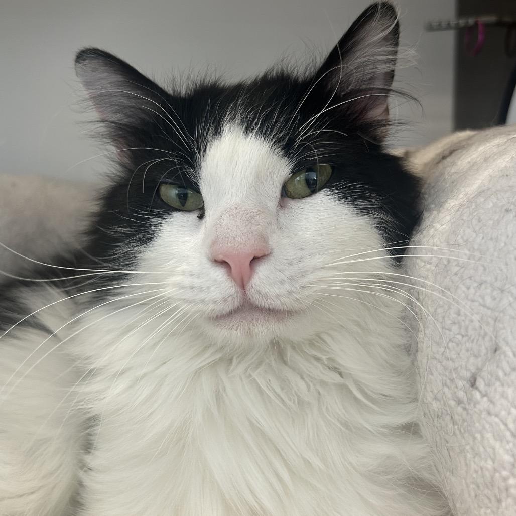Prince, a Adoptable Domestic Long Hair in Park City, UT image 4/6