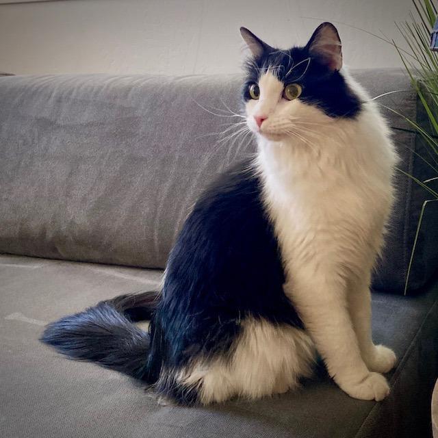 Prince, a Adoptable Domestic Long Hair in Park City, UT image 5/6