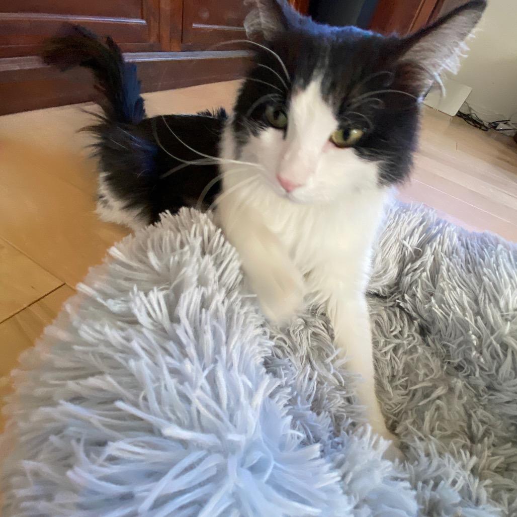 Prince, a Adoptable Domestic Long Hair in Park City, UT image 6/6