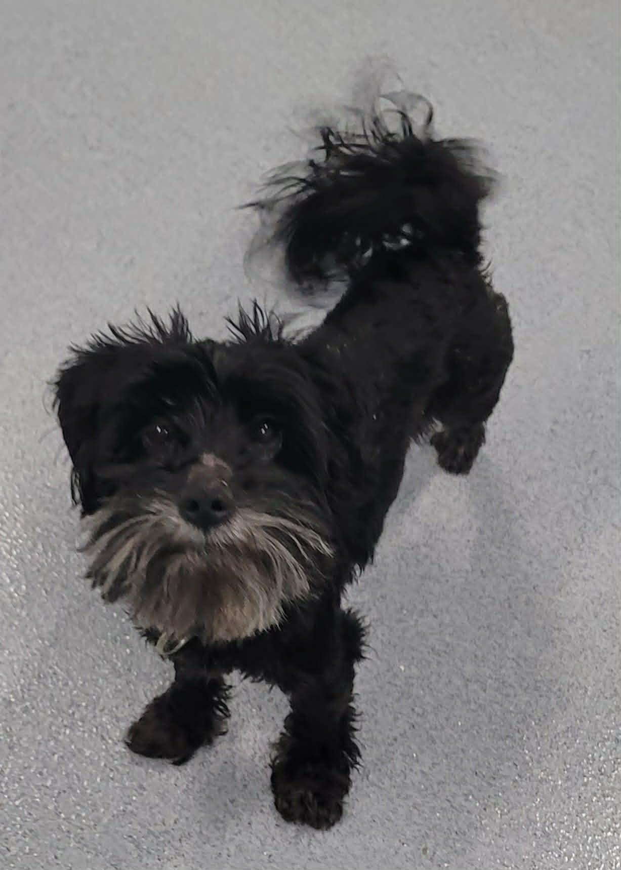 Stitch, Happy Little Guy, a ADOPTABLE mixed breed in Meriden, CT image 3/6