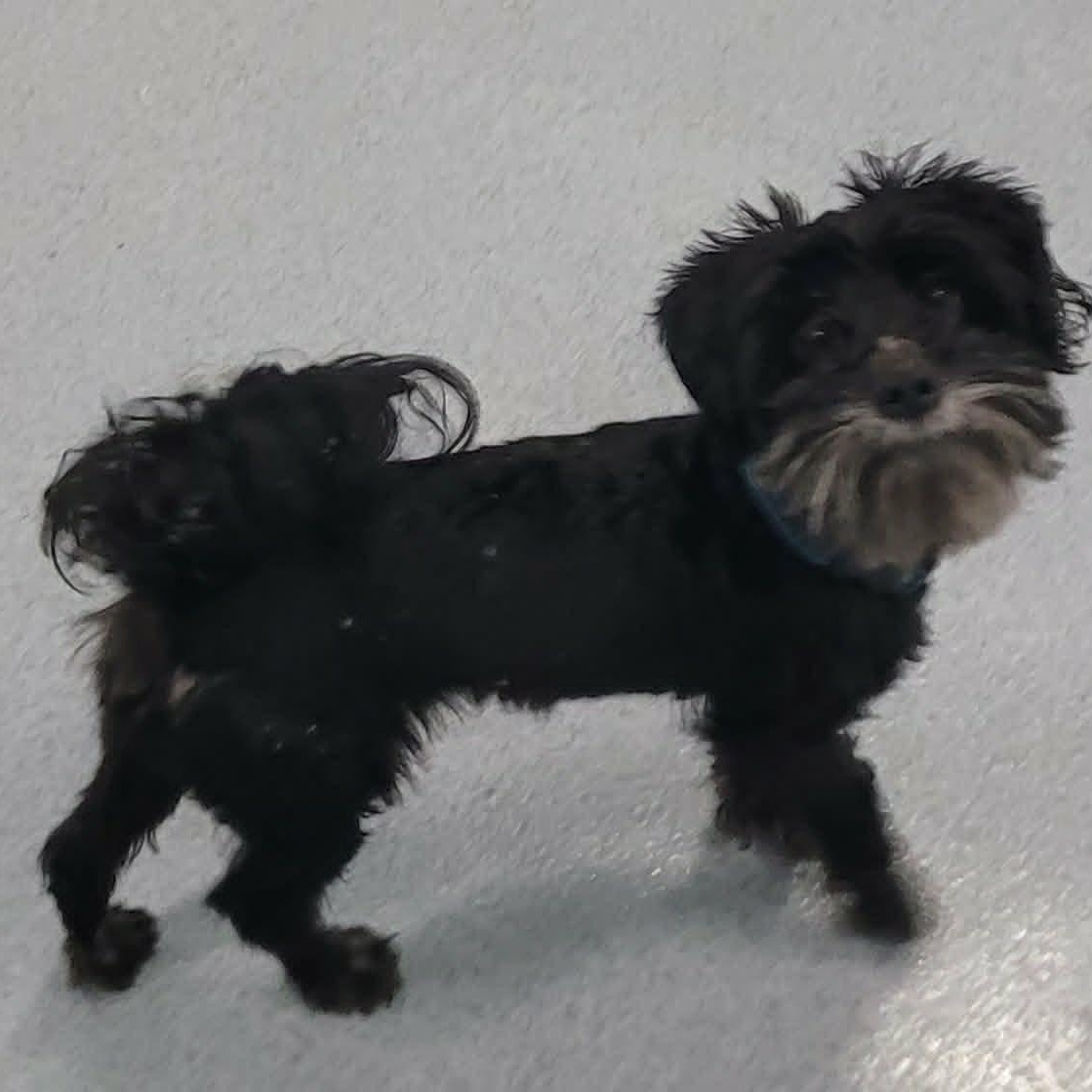 Stitch, Happy Little Guy, a ADOPTABLE mixed breed in Meriden, CT image 1/6