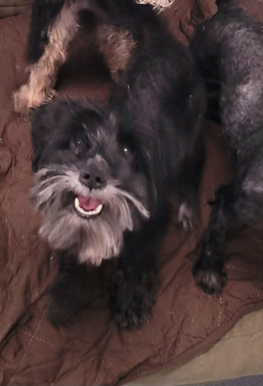 Stitch, Happy Little Guy, a ADOPTABLE mixed breed in Meriden, CT image 4/6