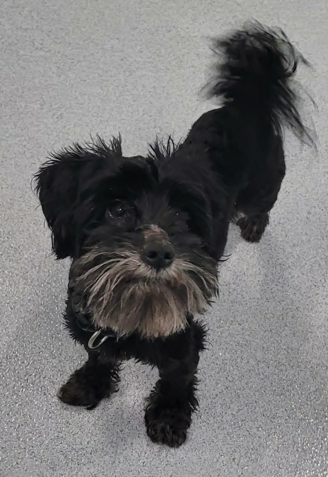 Stitch, Happy Little Guy, a ADOPTABLE mixed breed in Meriden, CT image 2/6