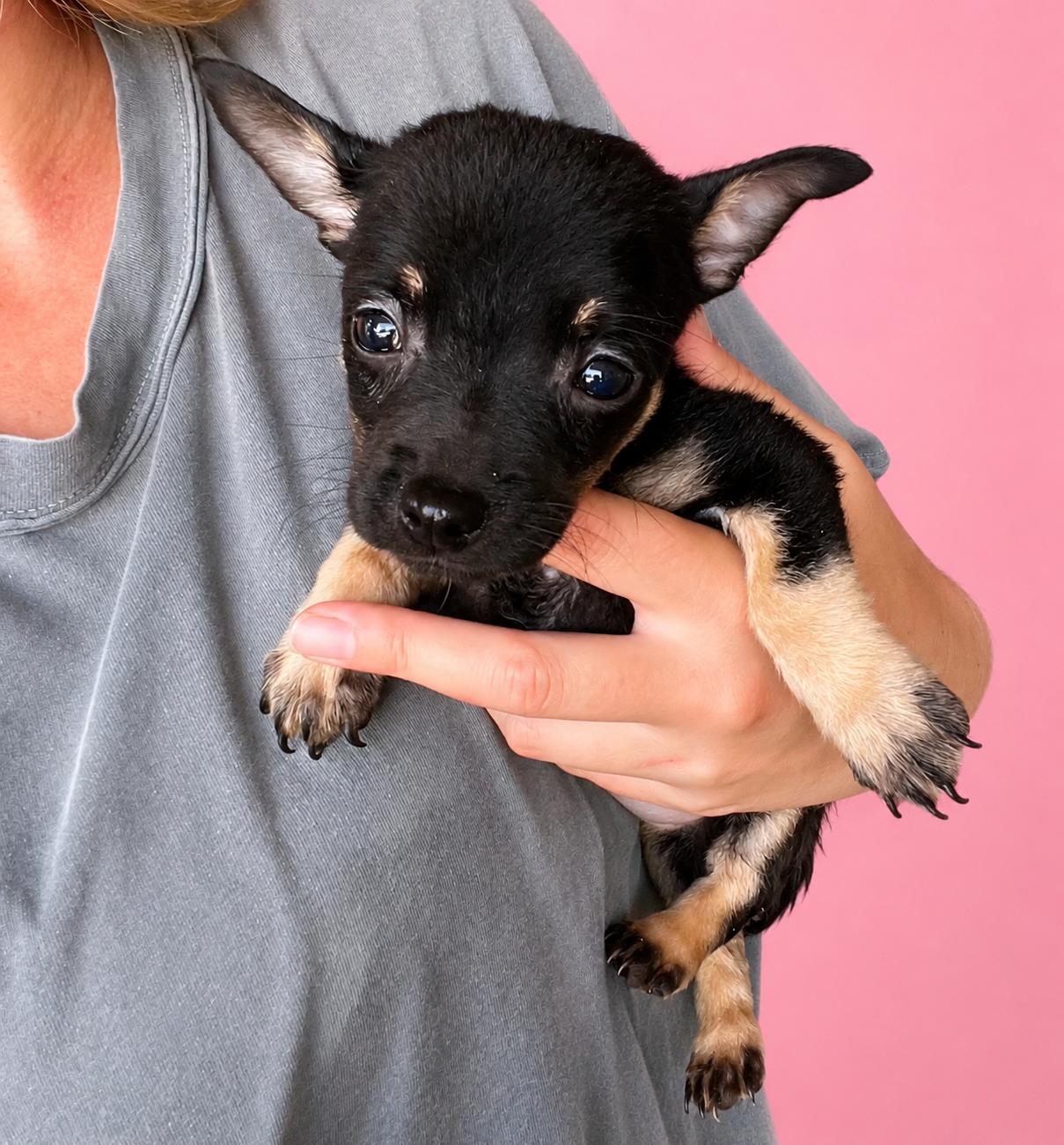 Dallas, ADOPTABLE, Puppy Female Chihuahua.
