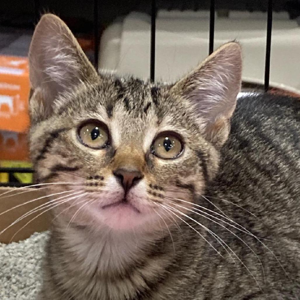 Helene, Adoptable, Kitten Female Domestic Short Hair.
