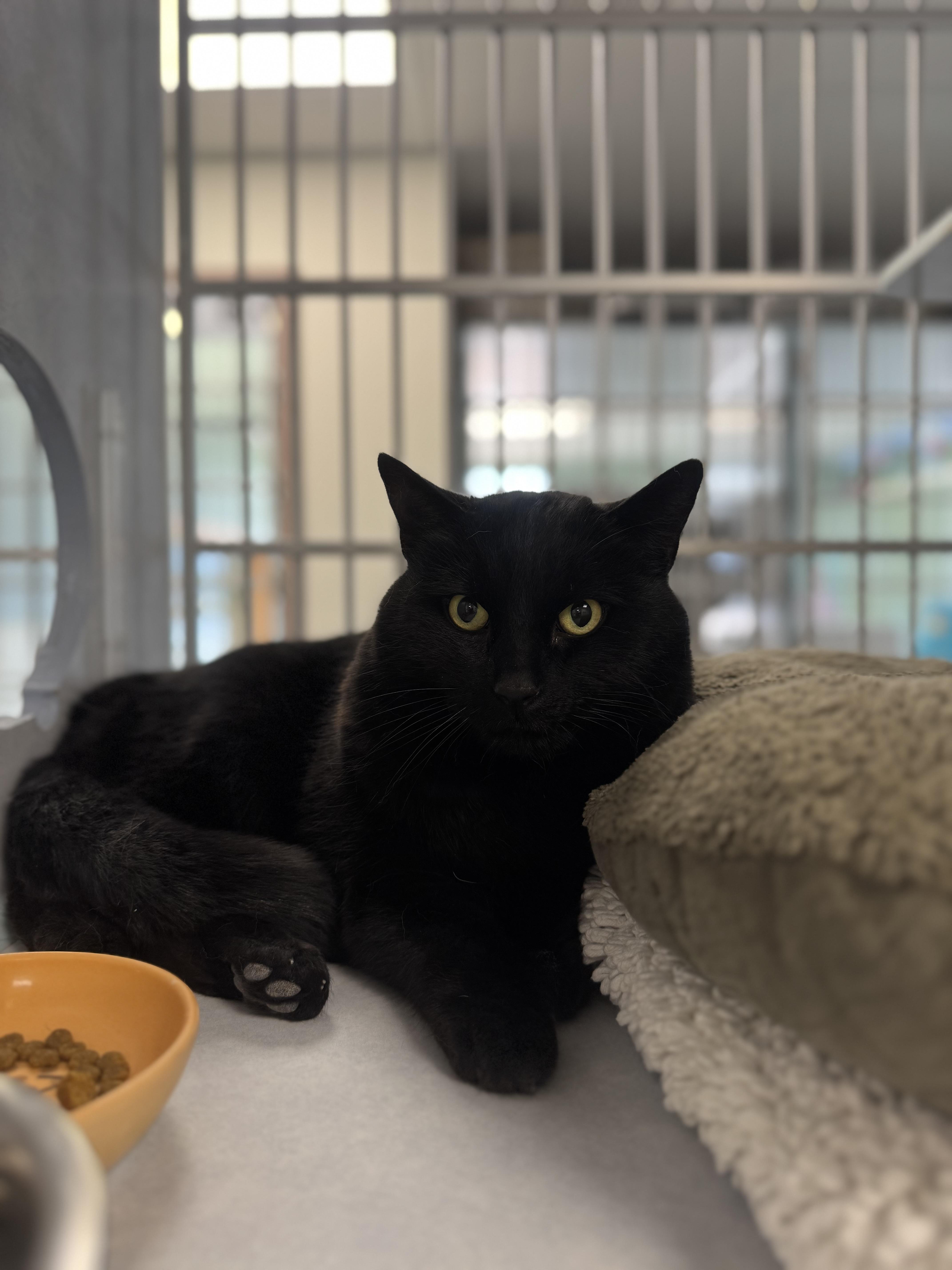 Benson, adoptable, Adult Male Domestic Short Hair.