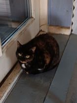 Dottie, an adoptable Tortoiseshell Mix in Wichita Falls, TX_image-1
