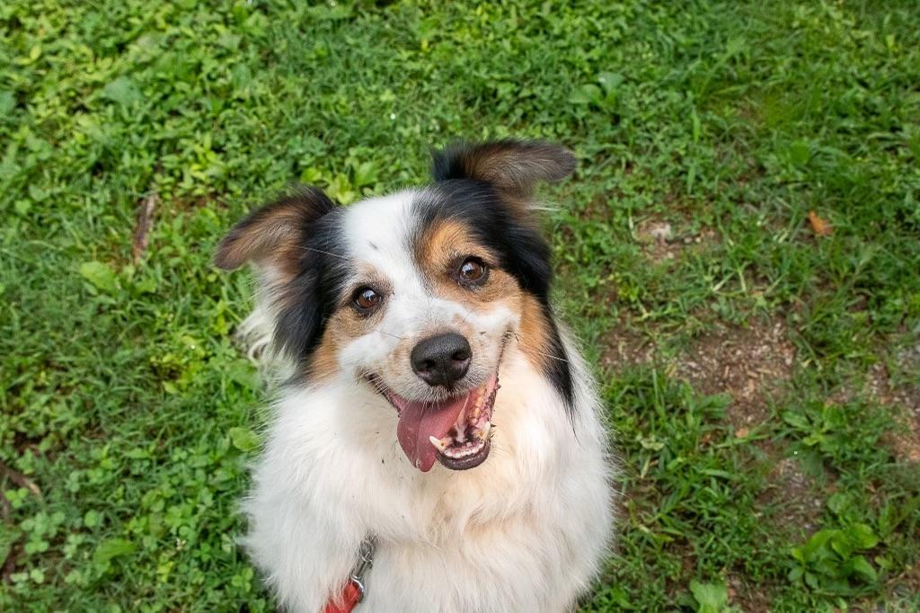 Enlarge Hunter--SUCH A HAPPY FACE!!, a Adoptable mixed breed in Franklin, TN image 7/8