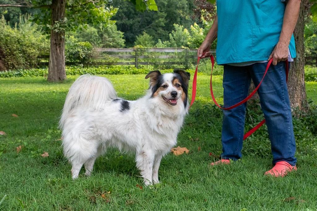 Hunter--SUCH A HAPPY FACE!!, Adoptable, Adult Male Border Collie.