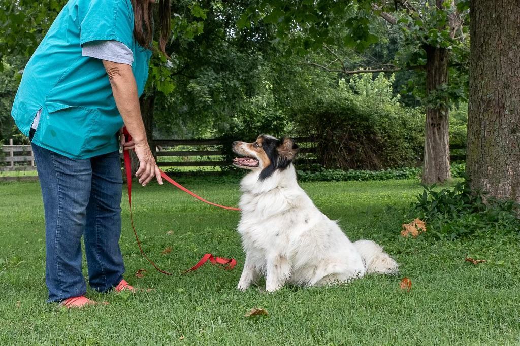 Enlarge Hunter--SUCH A HAPPY FACE!!, a Adoptable mixed breed in Franklin, TN image 8/8