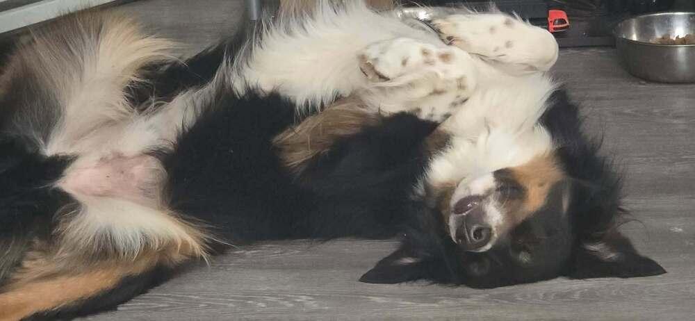 Winston WV, Adoptable, Adult Male Australian Shepherd.