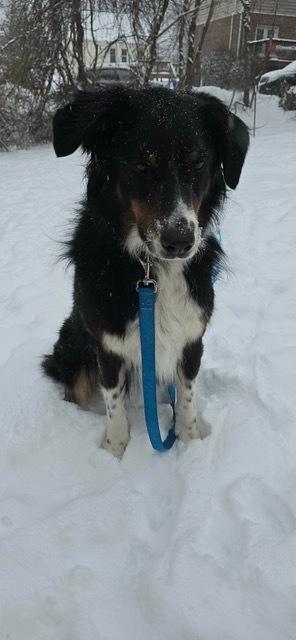 Enlarge Winston WV, a Adoptable Australian Shepherd in Ontario, CA image 3/5