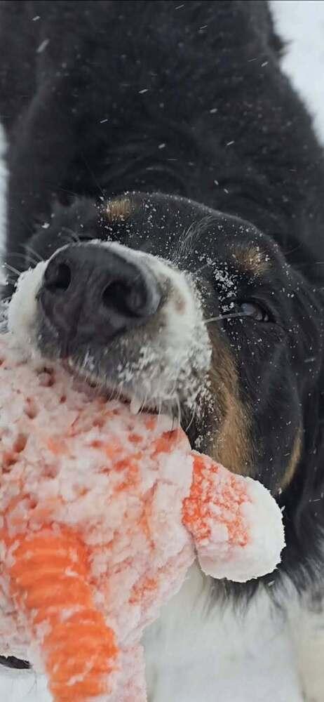 Enlarge Winston WV, a Adoptable Australian Shepherd in Ontario, CA image 4/5