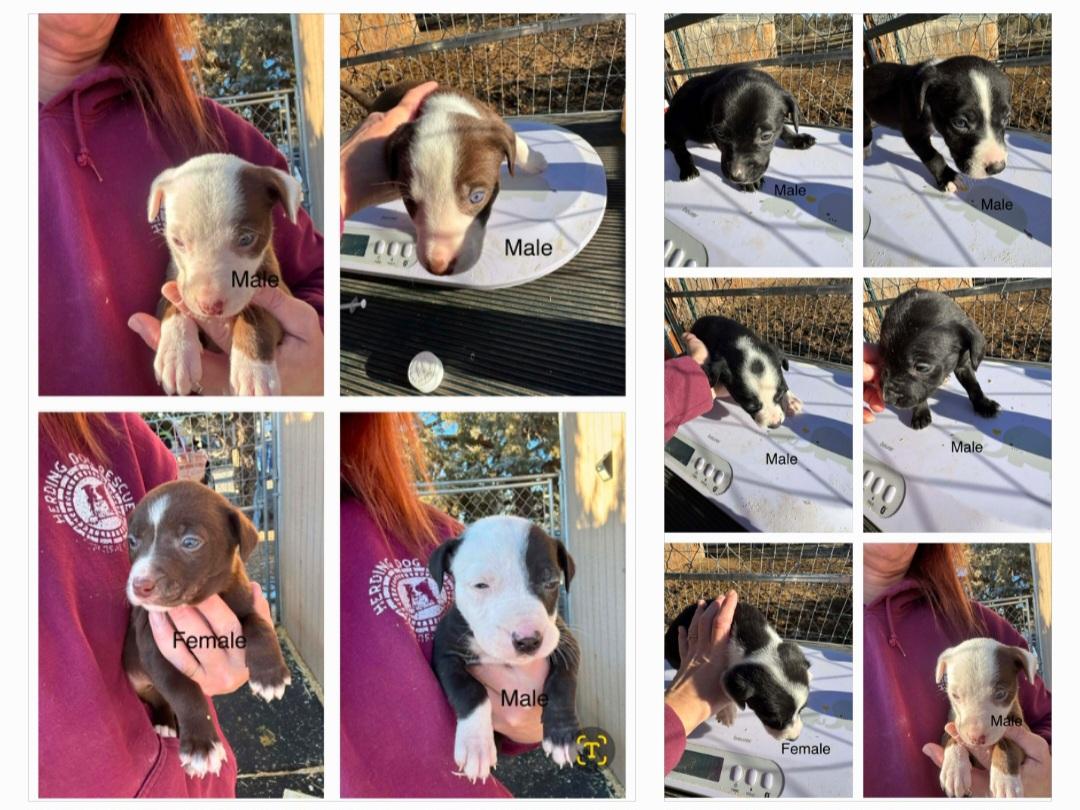 Big Hearts, Small Paws, ADOPTABLE, Puppy Male Border Collie.