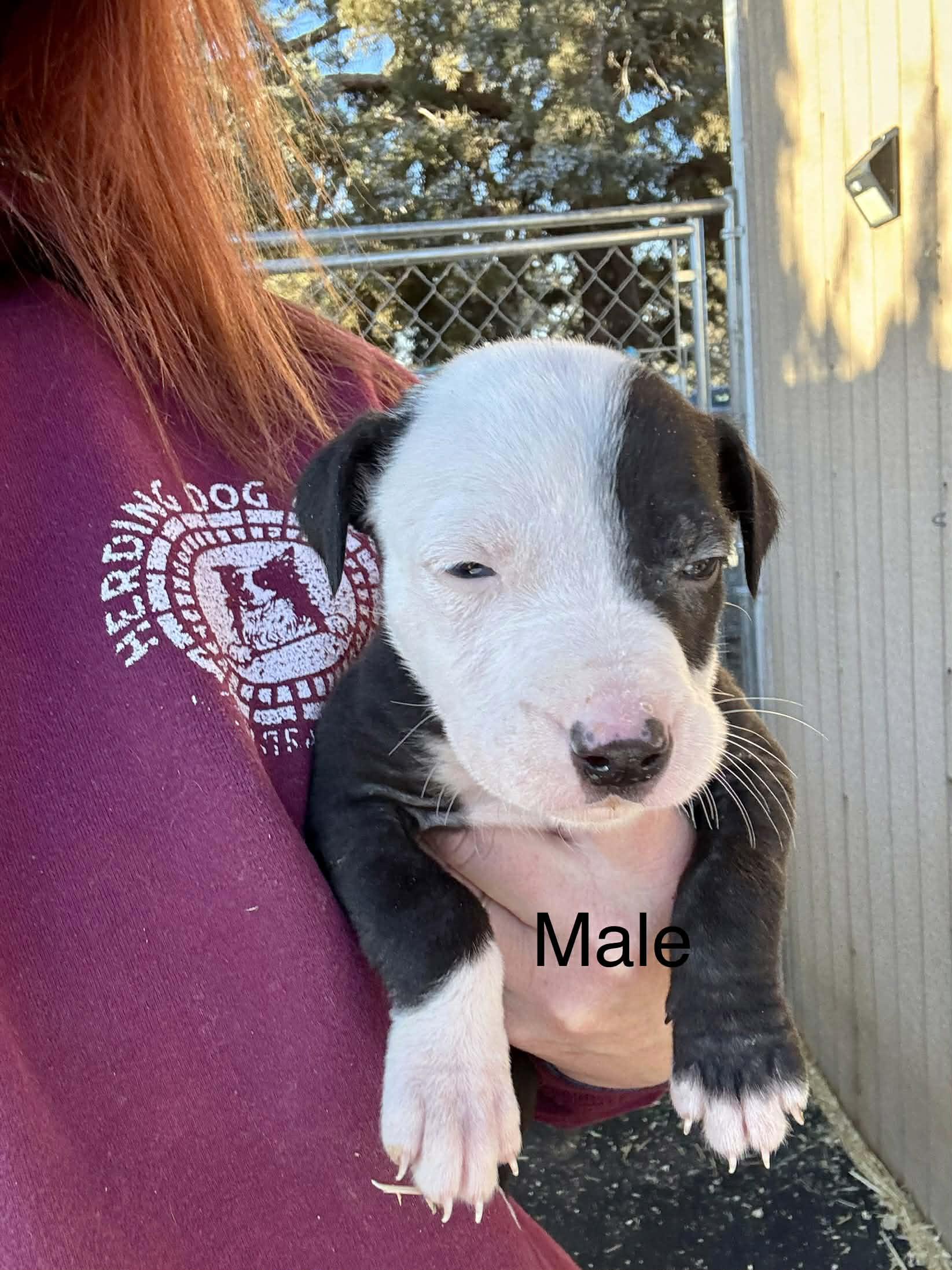 Big Hearts, Small Paws, a ADOPTABLE mixed breed in Bend, OR image 4/6