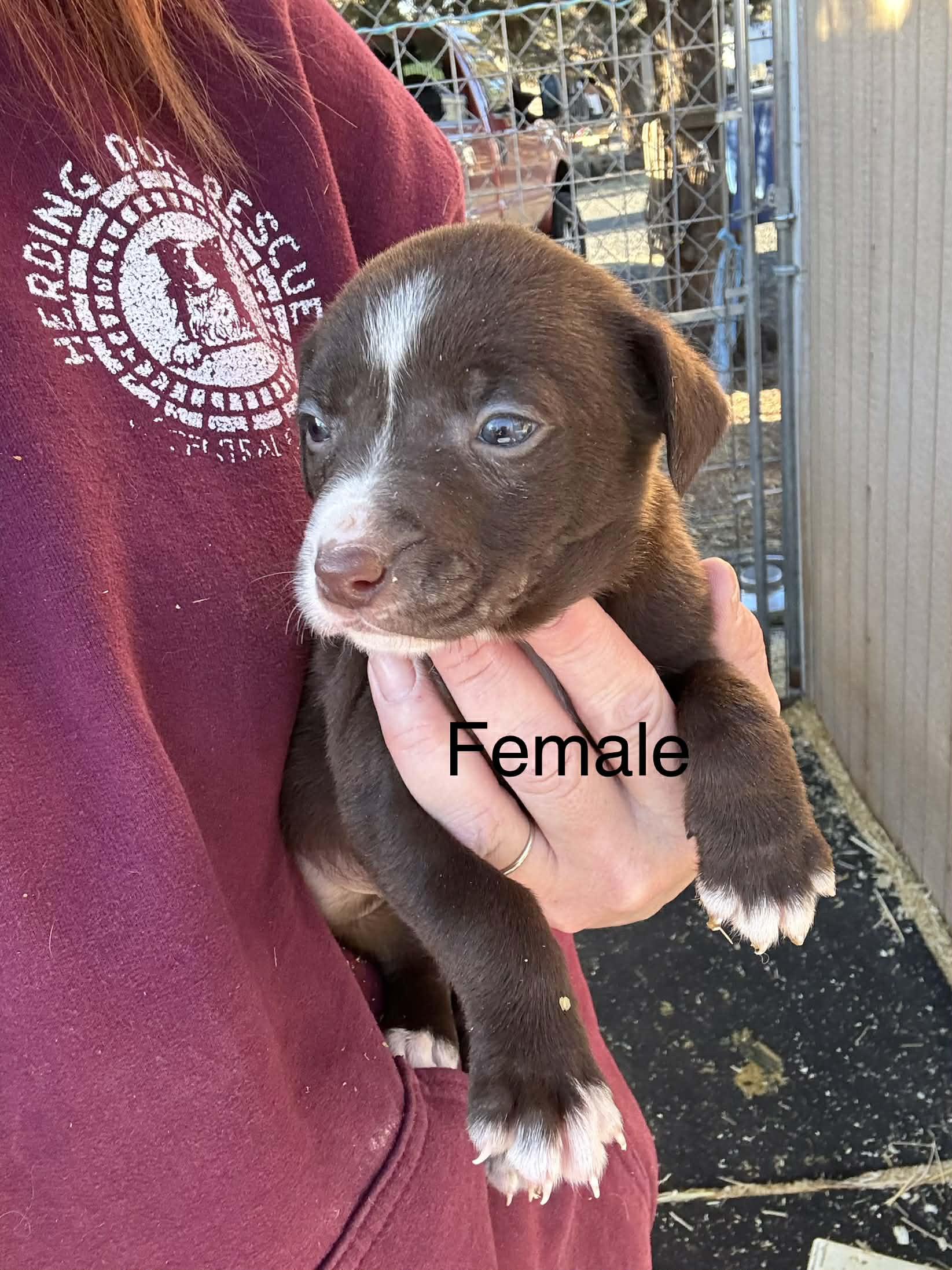 Big Hearts, Small Paws, a ADOPTABLE mixed breed in Bend, OR image 5/6