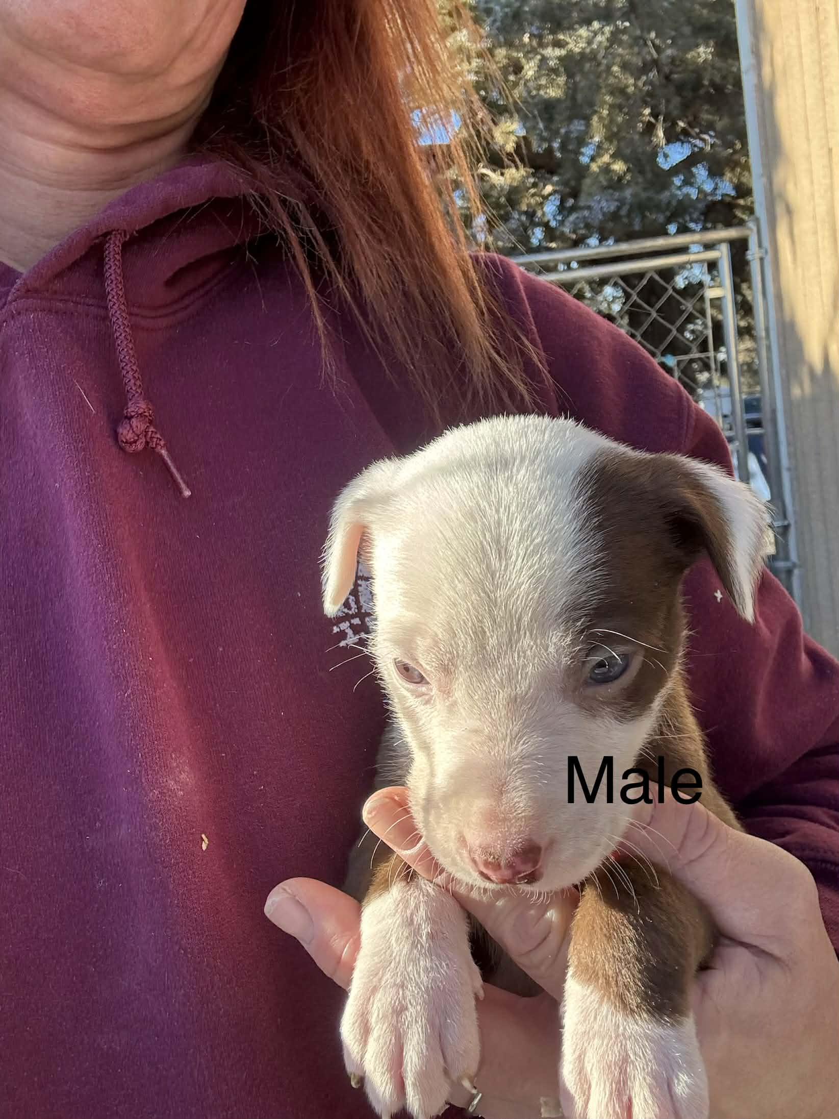 Big Hearts, Small Paws, a ADOPTABLE mixed breed in Bend, OR image 6/6