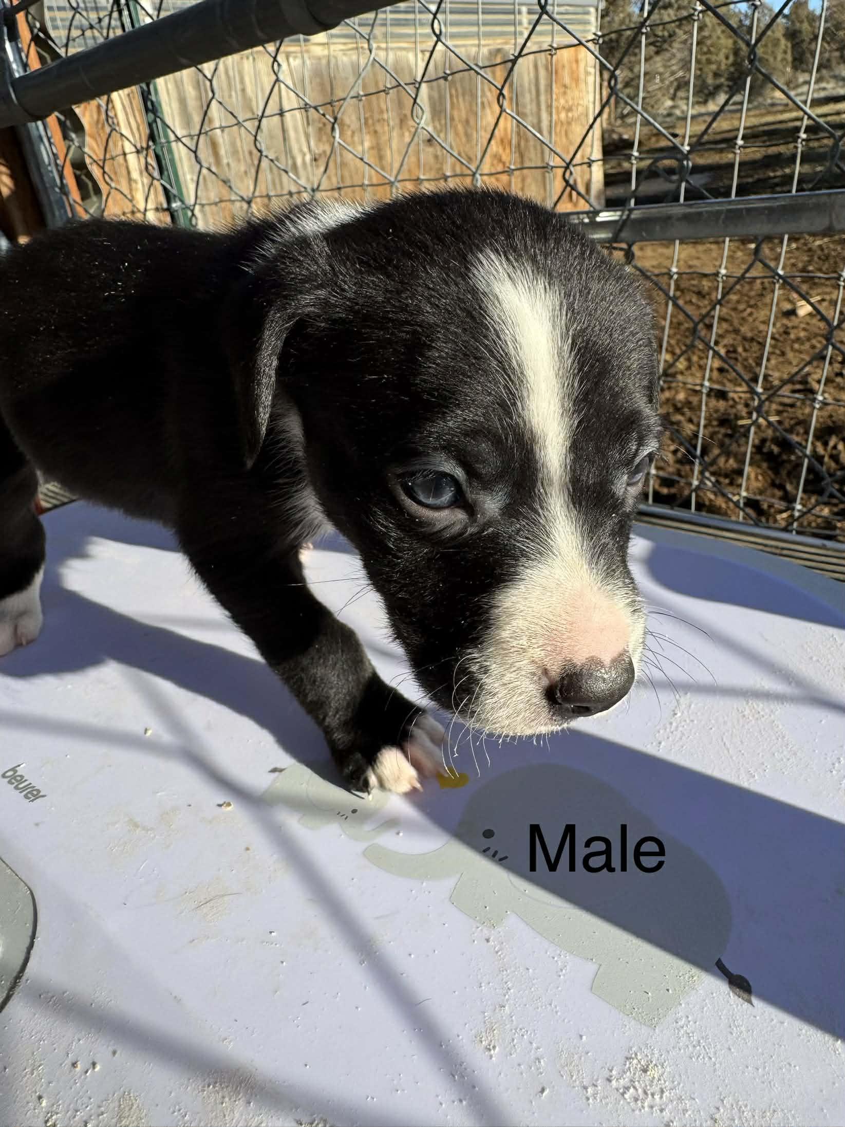 Big Hearts, Small Paws, a ADOPTABLE mixed breed in Bend, OR image 2/6