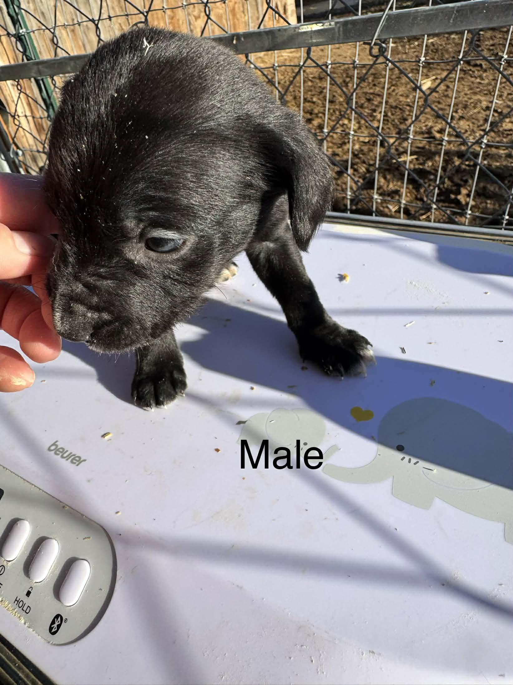 Big Hearts, Small Paws, a ADOPTABLE mixed breed in Bend, OR image 3/6