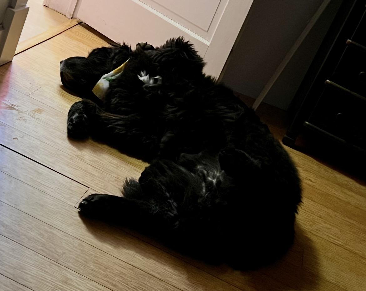 Munch, a Adoptable Newfoundland Dog in Indianapolis, IN image 1/5