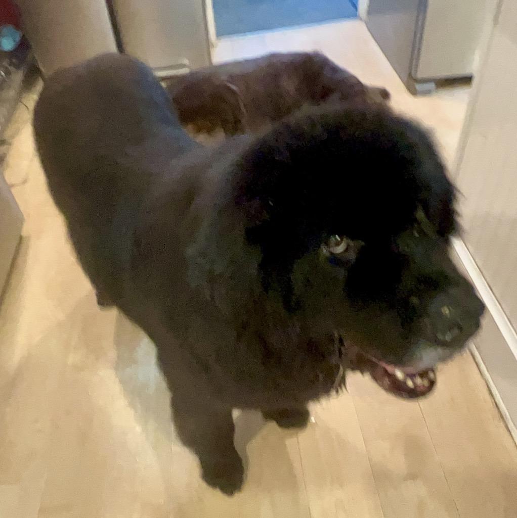 Munch, a Adoptable Newfoundland Dog in Indianapolis, IN image 3/5