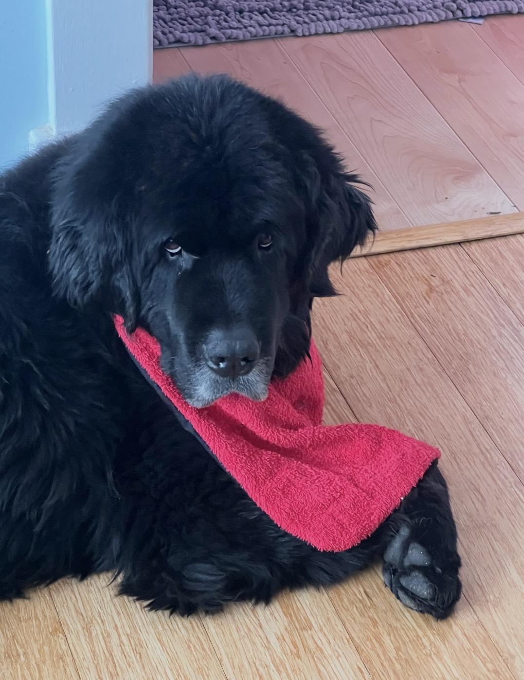 Munch, a Adoptable Newfoundland Dog in Indianapolis, IN image 2/5