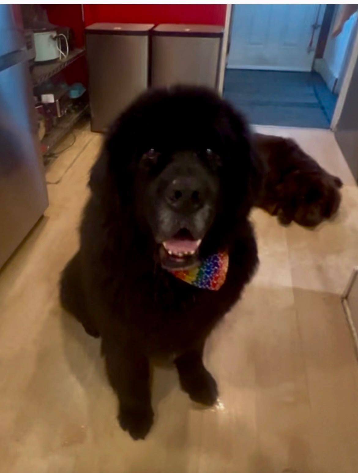 Munch, a Adoptable Newfoundland Dog in Indianapolis, IN image 4/5